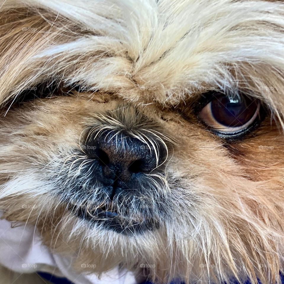 🇺🇸 A penetrating look from the little dog Pepita.  Taking care of animals is always very cool! Charming or not? / 🇧🇷 Um olhar penetrante da cachorrinha Pepita. Cuidar dos animais sempre é muito legal! Charmosa ou não?