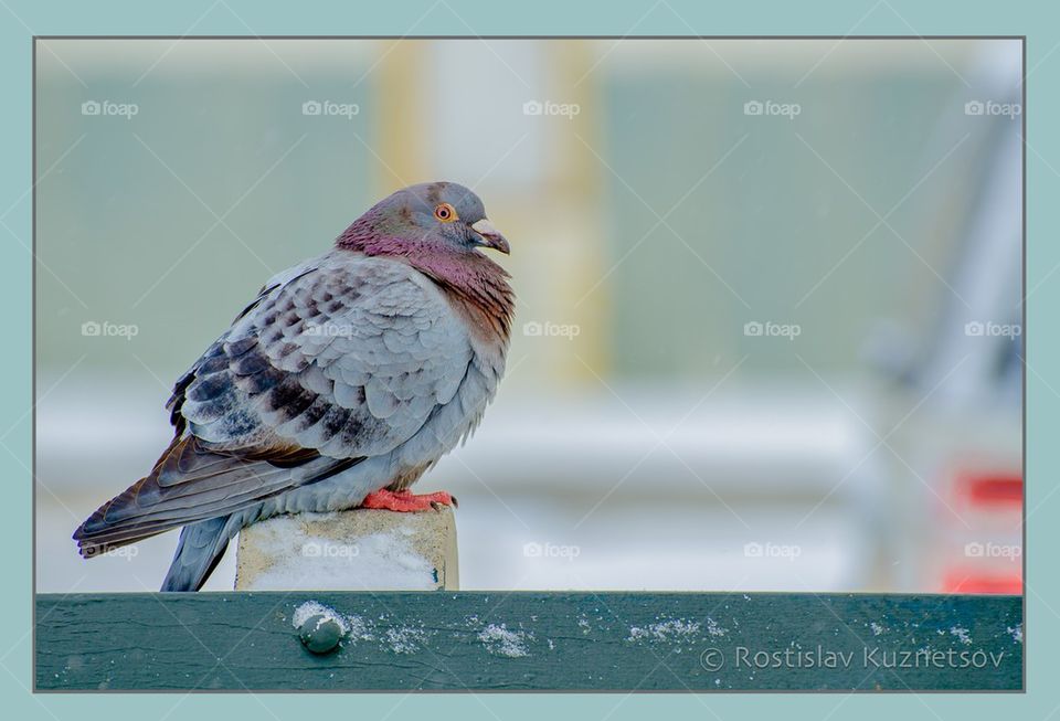 Pigeon 