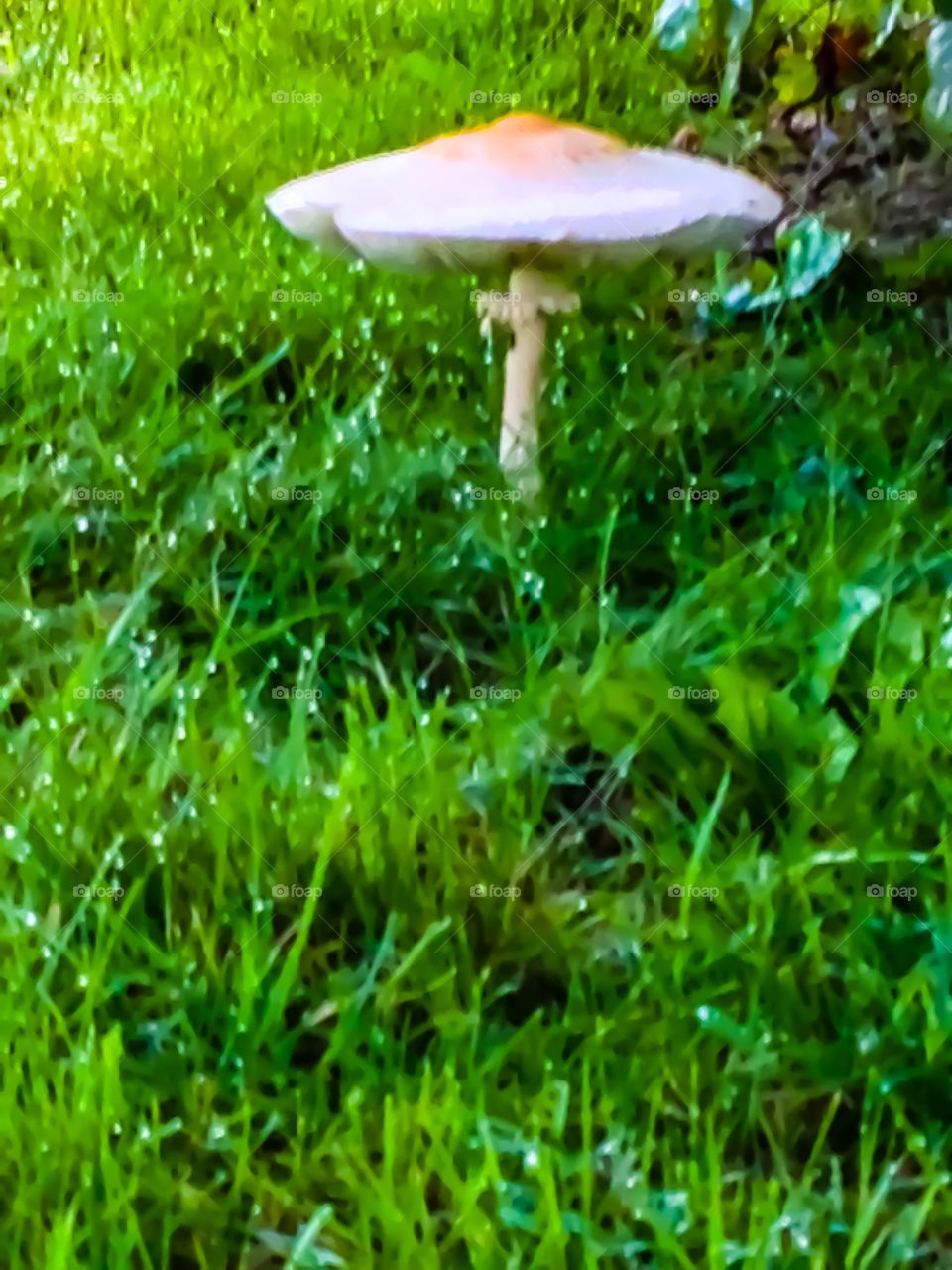 What a FUN-GI! This humongous solitary mushroom is tucked under a bush soaking up the dew from the wet grass that surrounds it. 