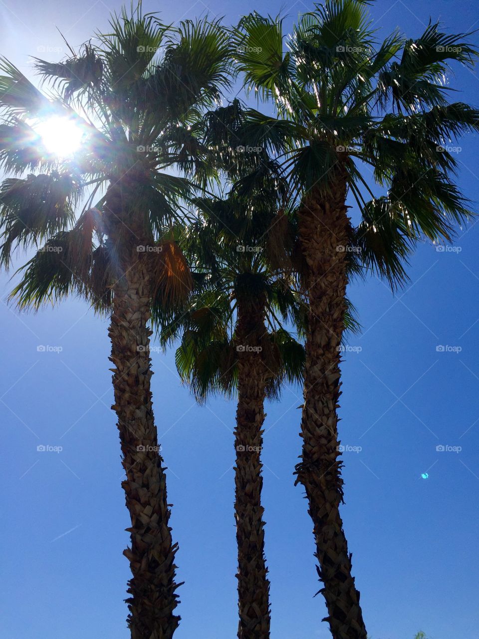 Underneath the palm trees you can leave your worries in California. 