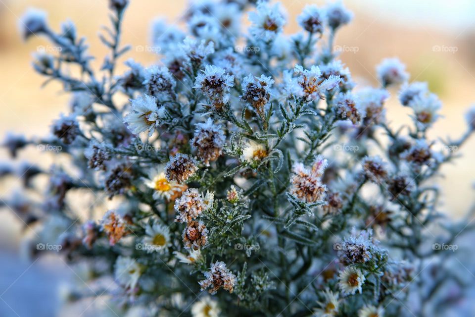 plants and flowers frozen outside in the garden. icy frost covers the stems and leaves of flowers in the form of micro-icicles.