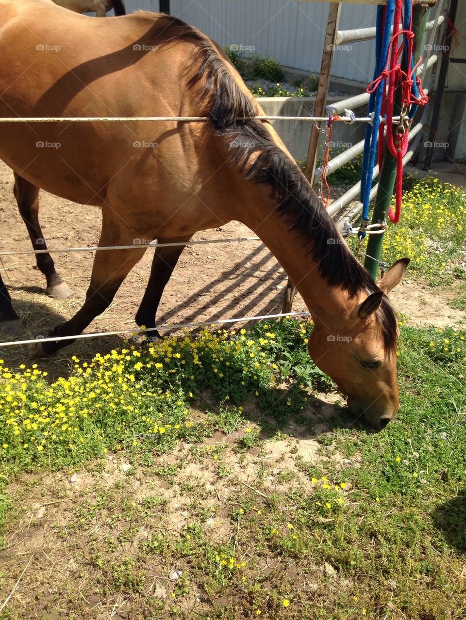 Eating horse