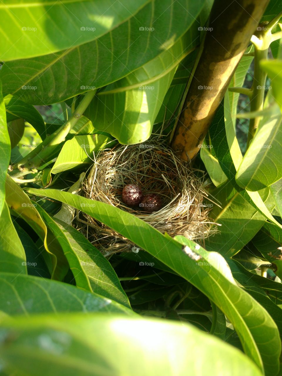 NEST. Bird's Beautiful Nest On The Tree In My Farm, two little eggs too in it.
