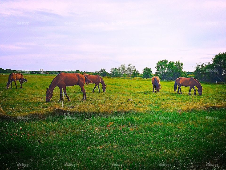 Horses grazing in the grassy field
