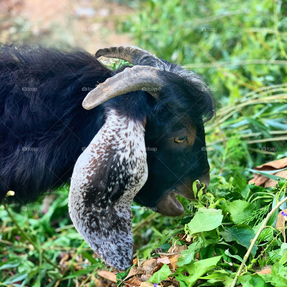 Goat yoga