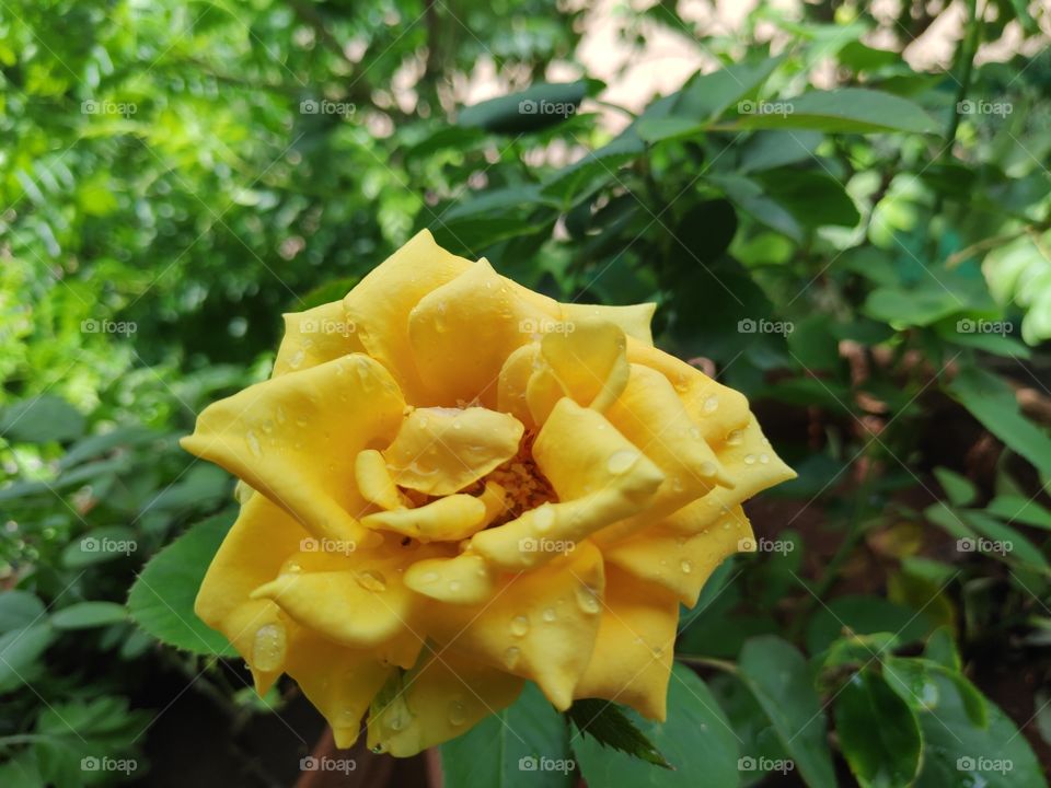 a image of rose flower