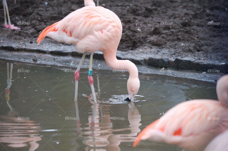 Flamingo drinking