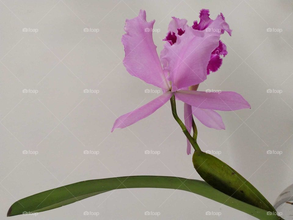 a special pink and rose orchid