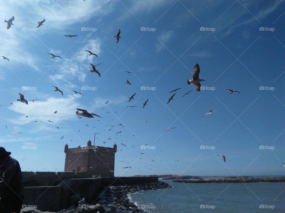 flock of seagulls near harbor.