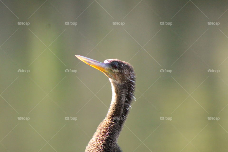 A Proud Upclose Detailed Anhinga  