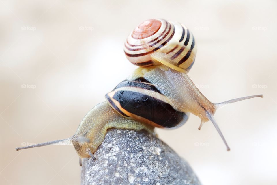 Elevated view of snails on rock