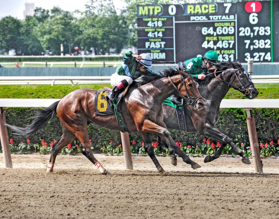 Luis Saez. Winning jockey Luis Saez, on the outside horse winning another photo finish at beautiful Belmont Park. 
Fleetphoto