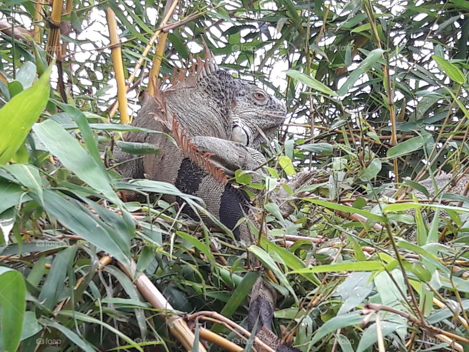 Green iguana, Costa Rica