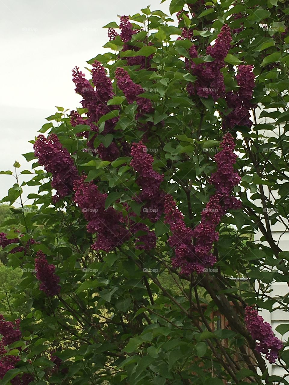 Beautiful Dark purple Lilacs 