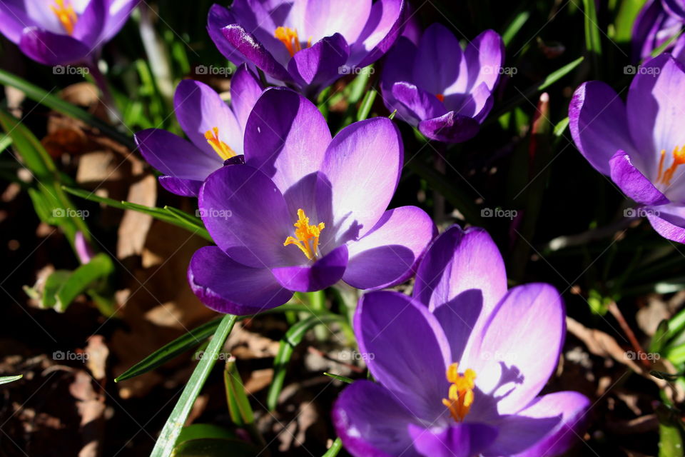 Spring flowers, crocus.