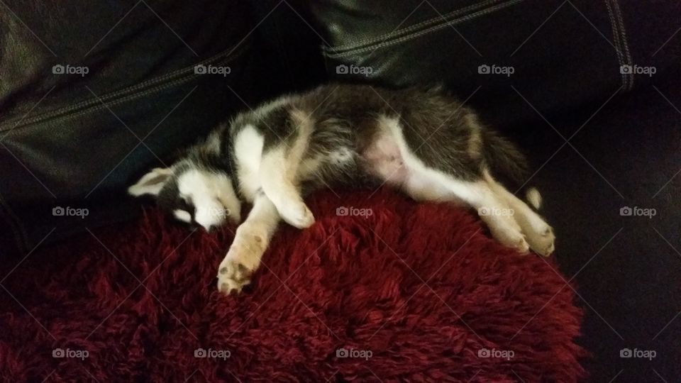 husky puppy sleeping on a couch