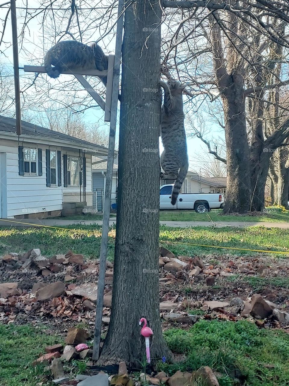 the twins are up to no good  climbing up the tree and playing on the squirrel feeder.