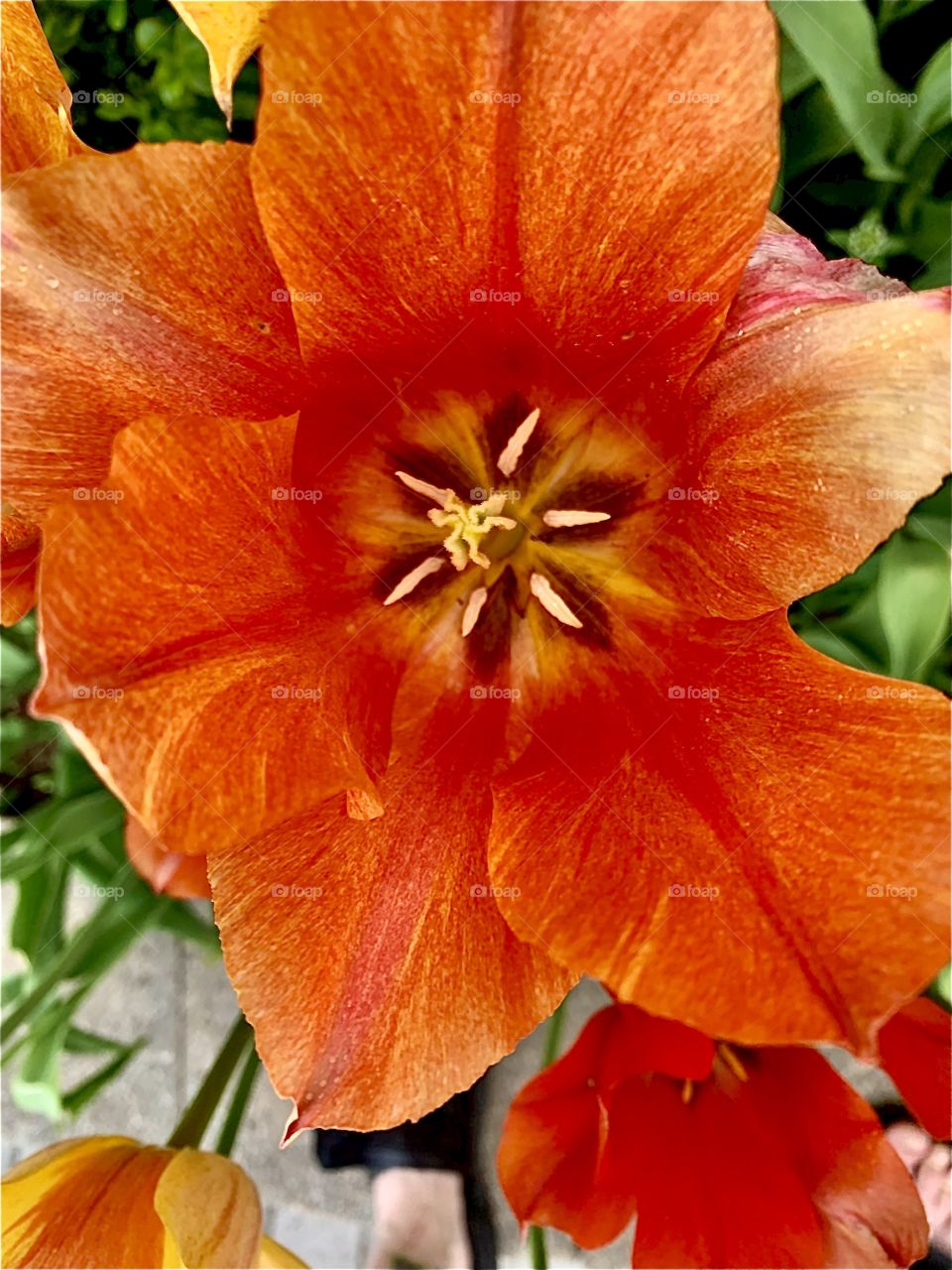 Flower in a butterfly garden 
