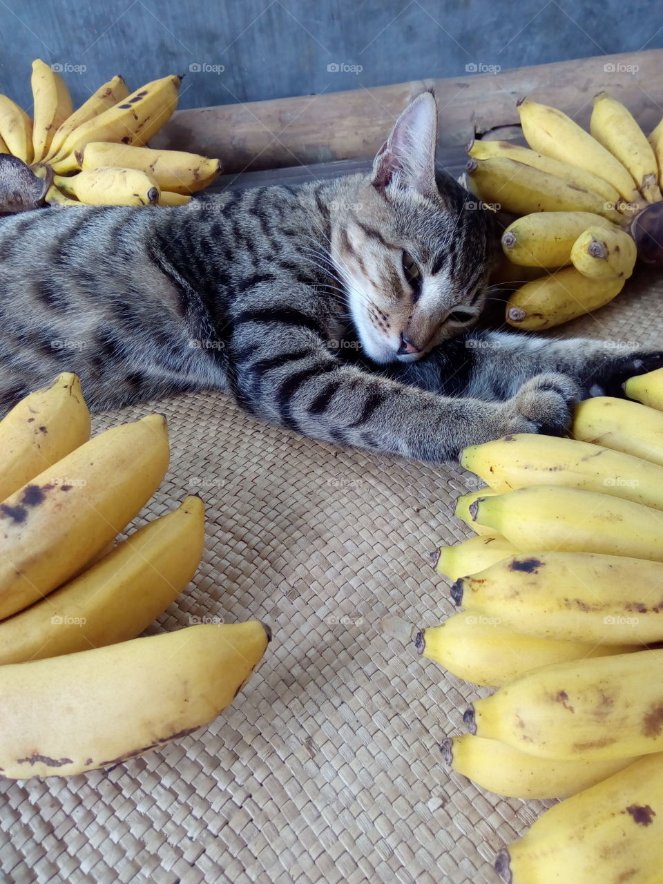 among bananas 04