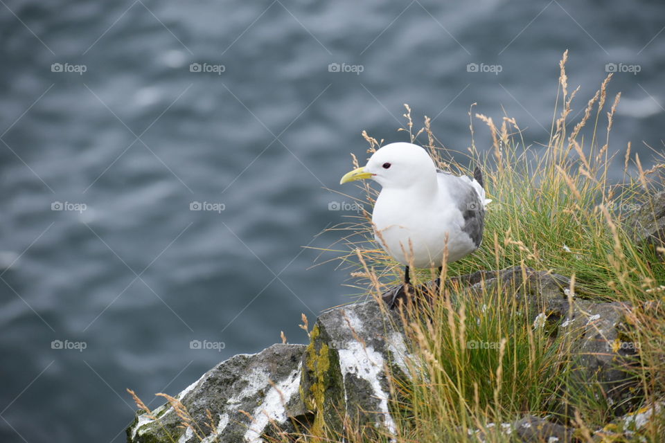 Küstenseeschwalbe, Island