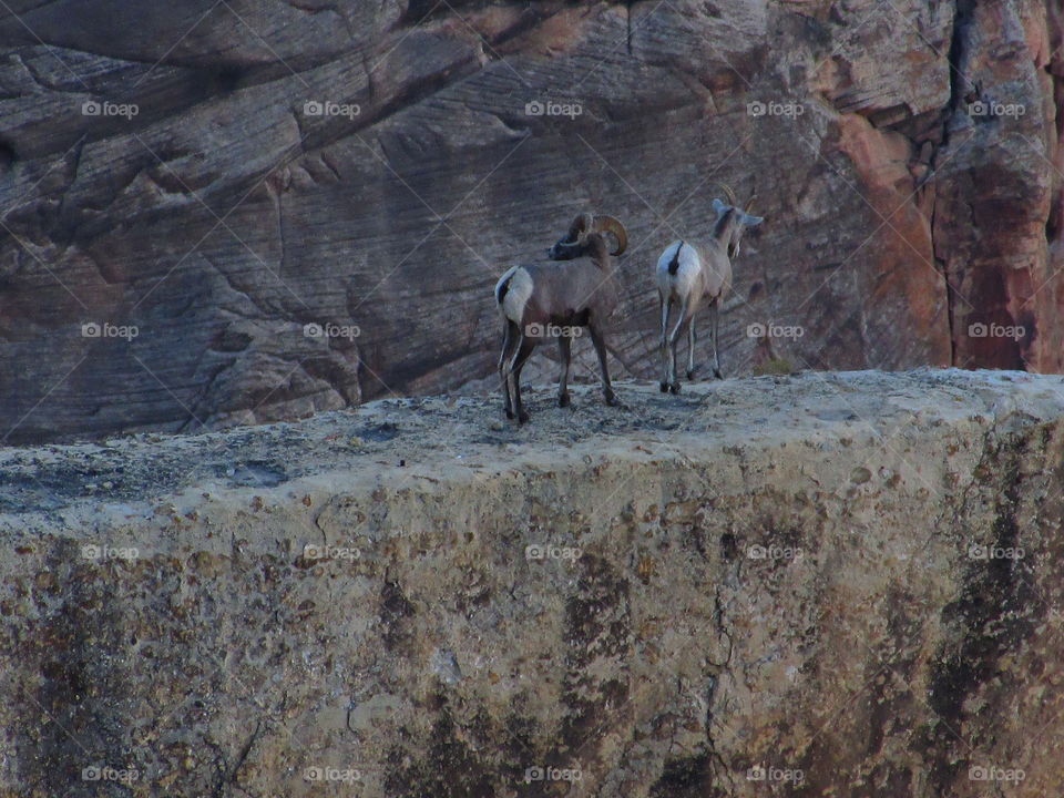 mountain sheep