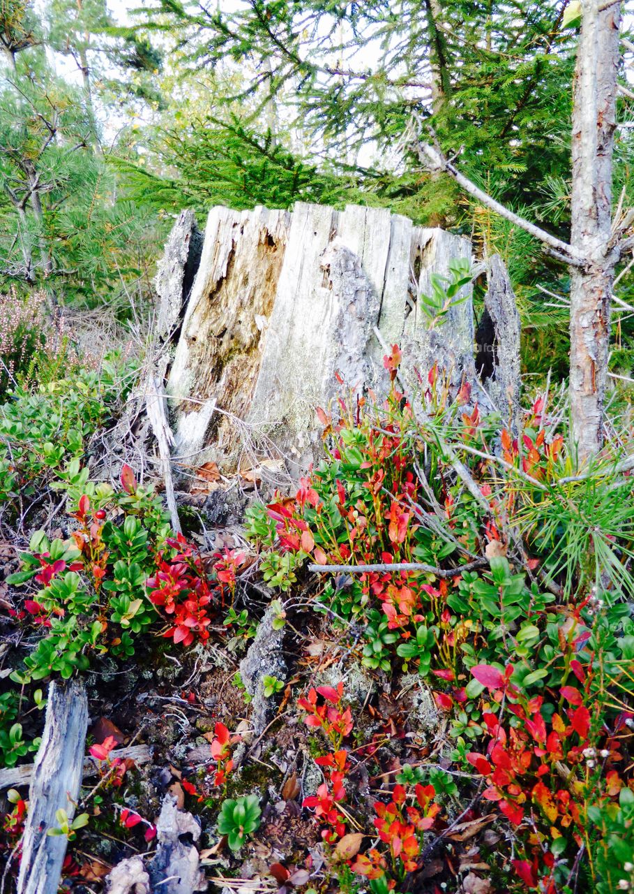 Old stump. old stump in fall
