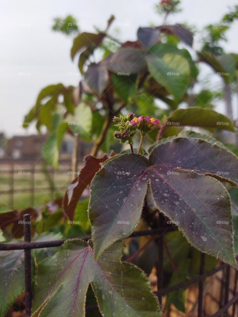 celebrating earth day with new growth