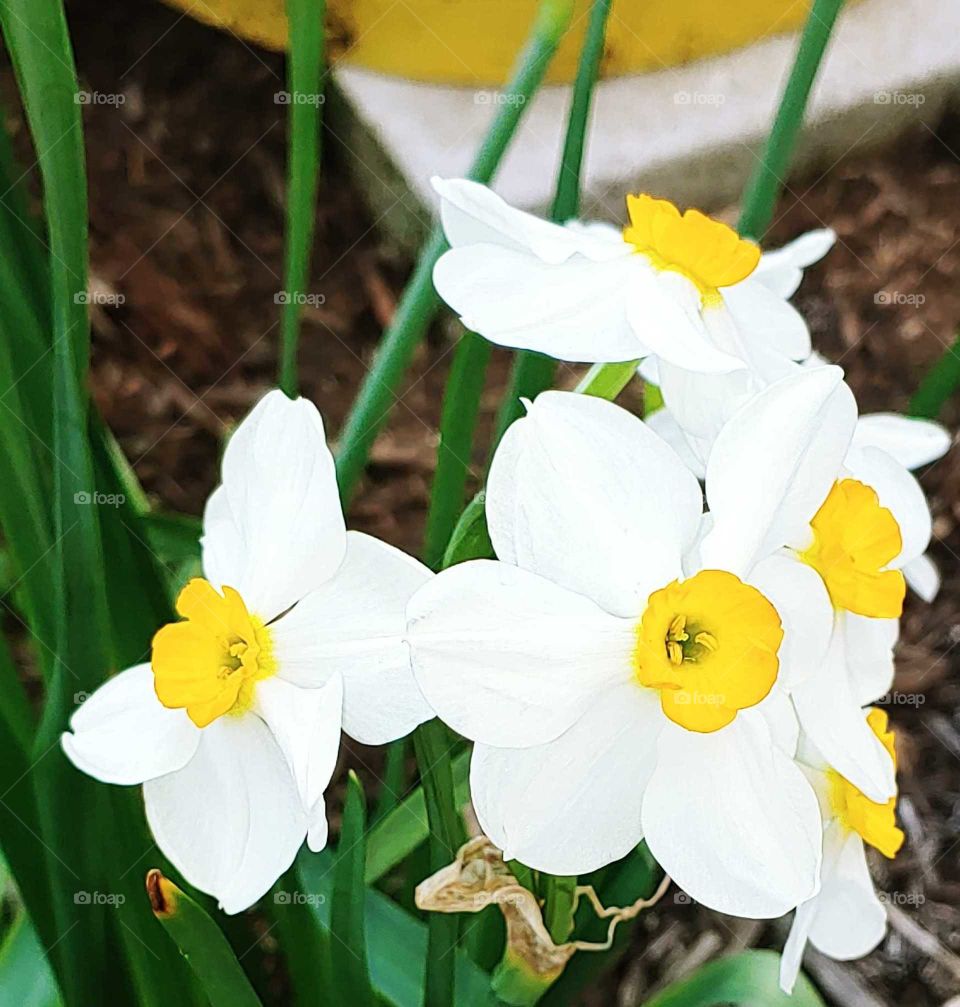 Narcissus daffodil Minnow small flower spring yellow white bloom garden bloom