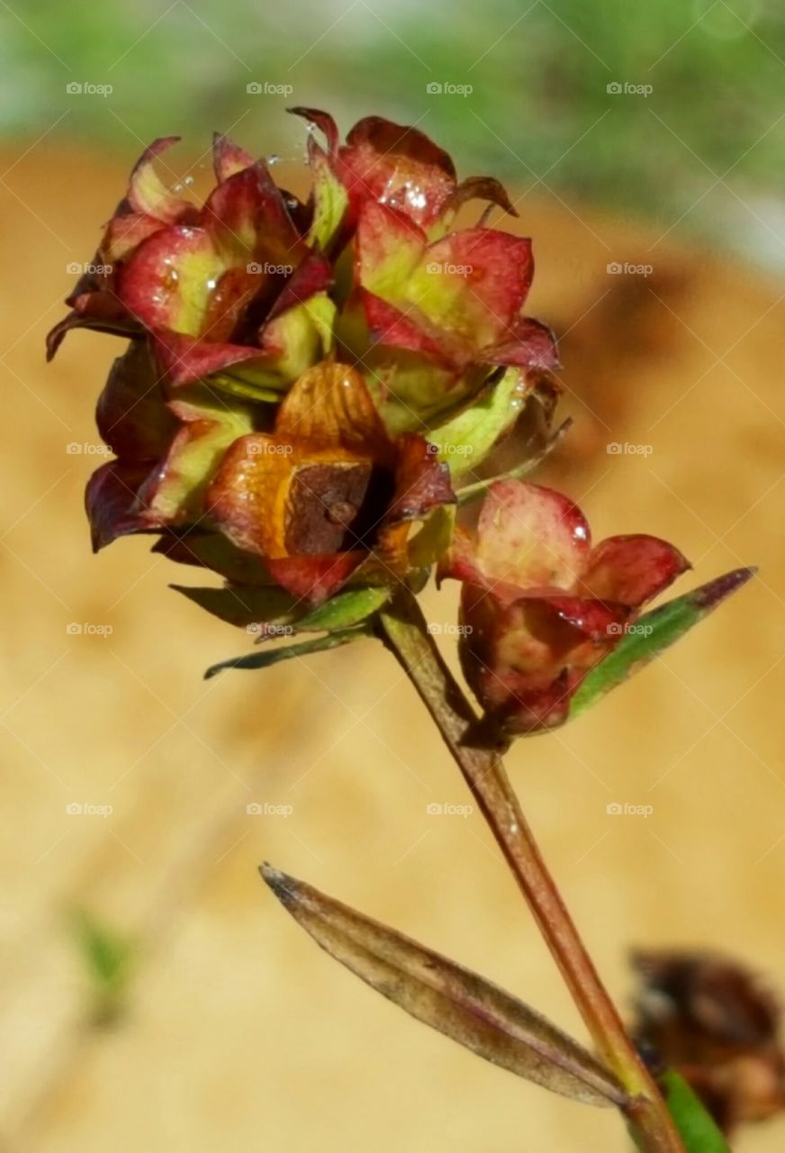 flower on the lake