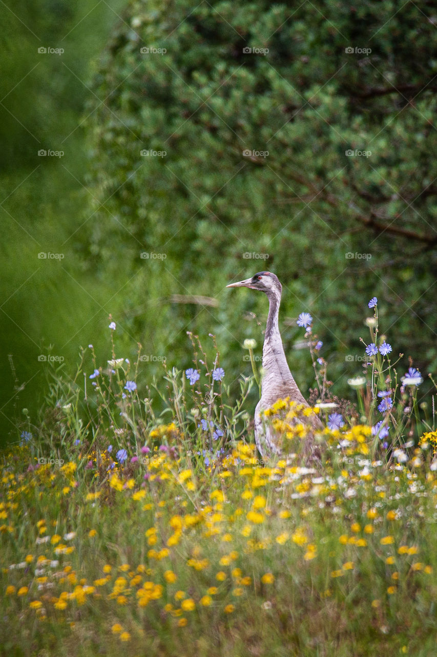 Wildlife. Birds. Summer. Spring.