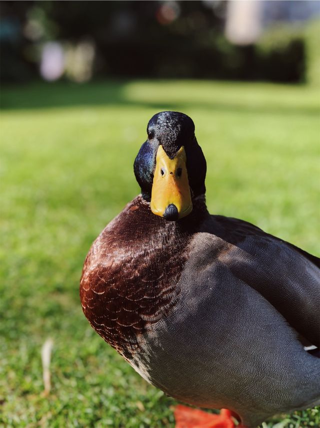 Duck 