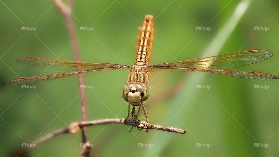 dragonfly.
