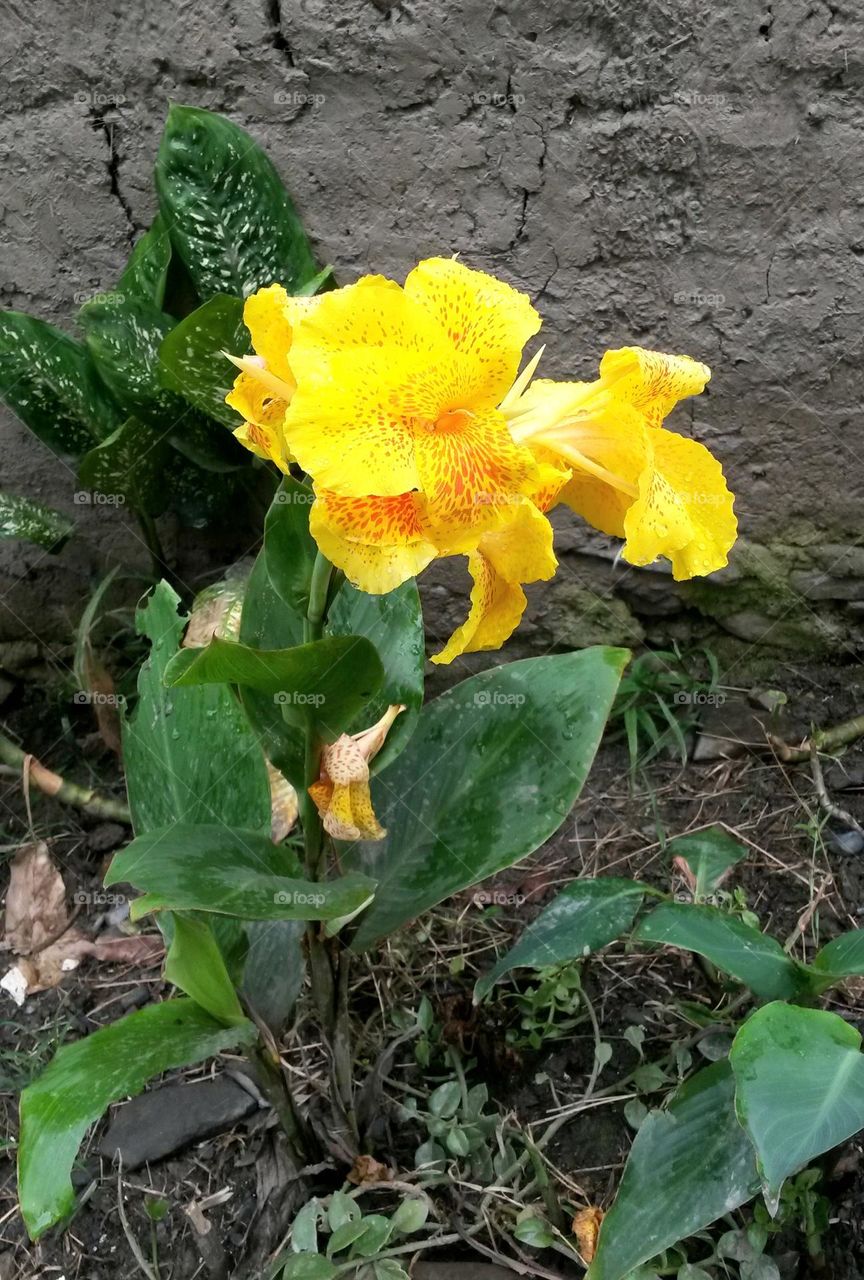 yellow flower