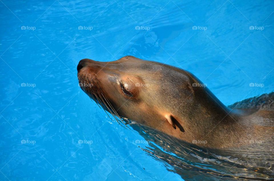 Swimming Sea Lion