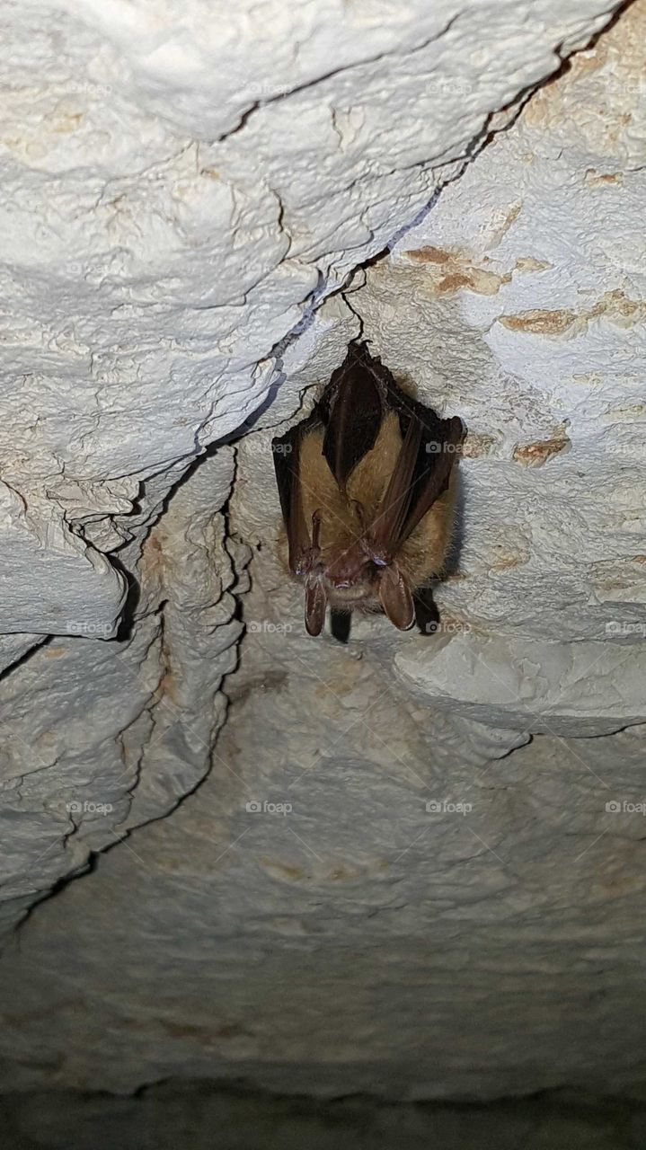 Bat in cave