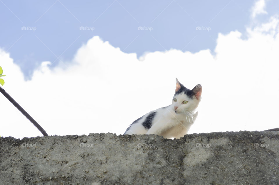 Cat Against The Sky