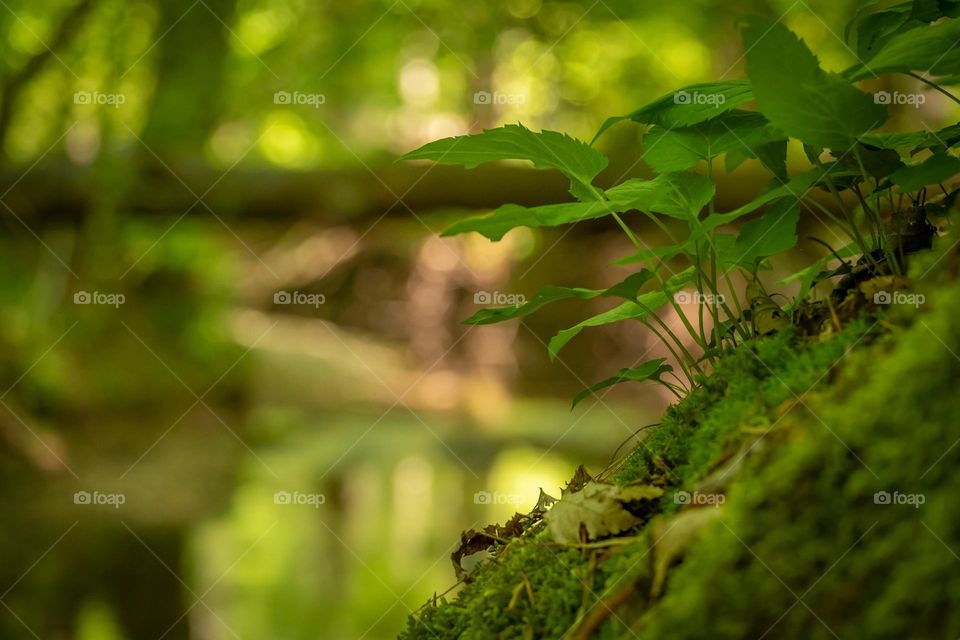 Some spring lushness with green leaves sprouting from a moss bank by a creek, which is blurred in the background. Apex, North Carolina. 