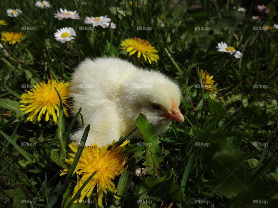 yellow chick between dandelions