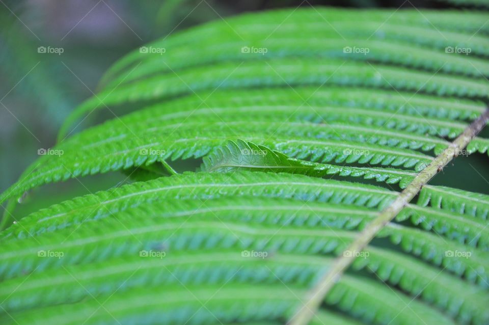 Green fern leaves with twisted leaf. Green leaves texture. Green leaves background.