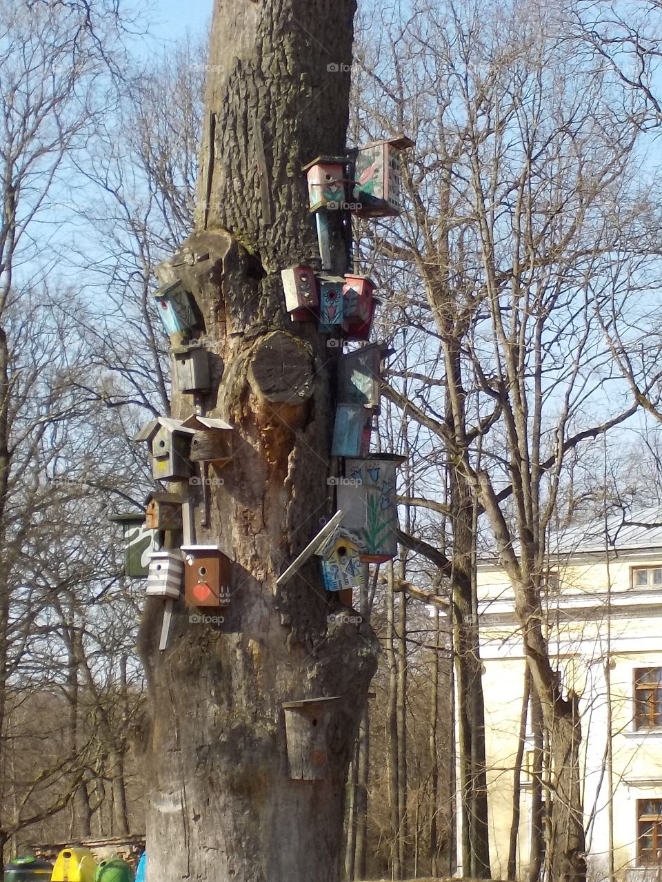 Bird host tree 
