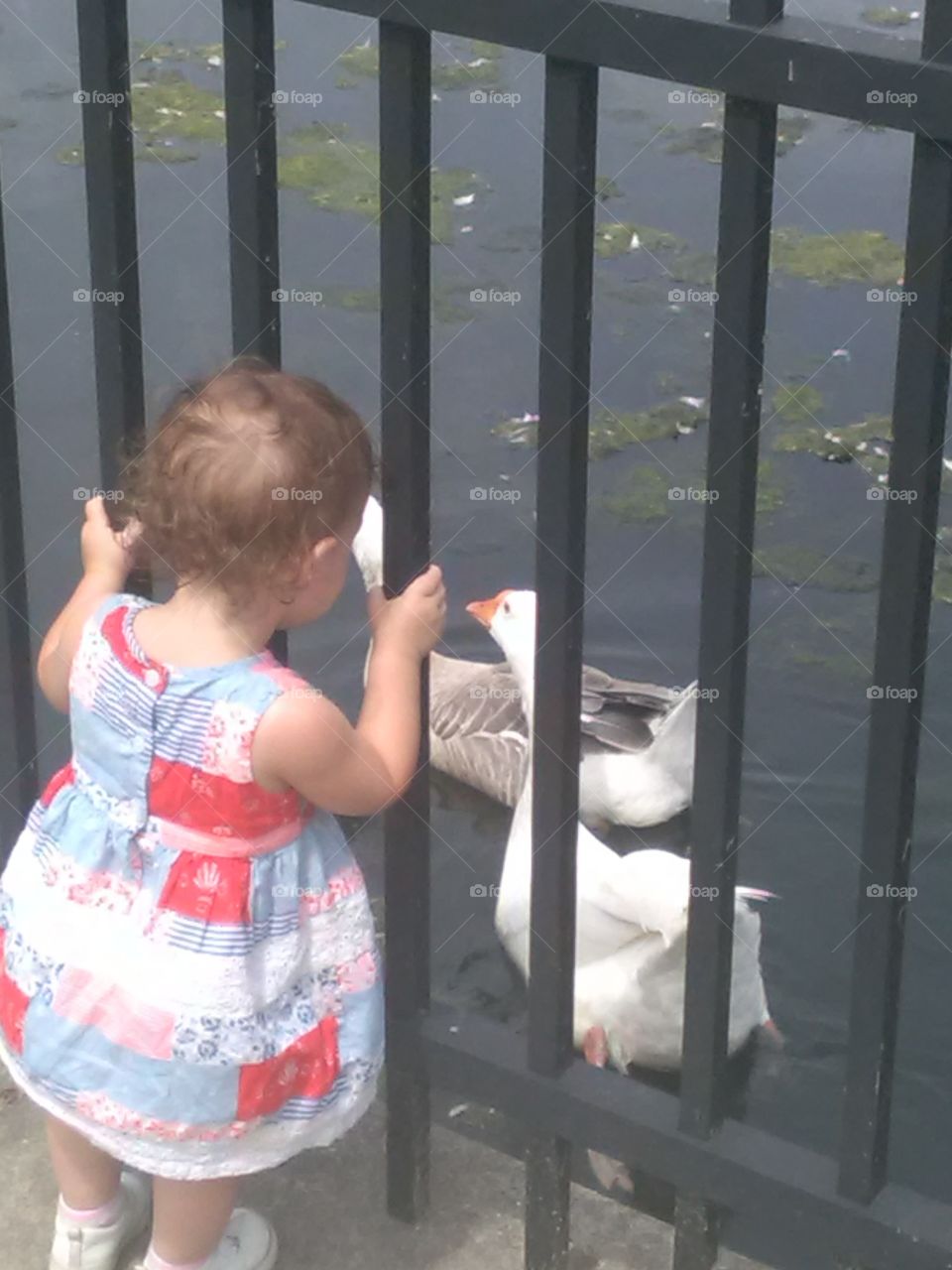 A day at the park with the ducks