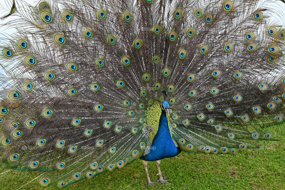 peacock