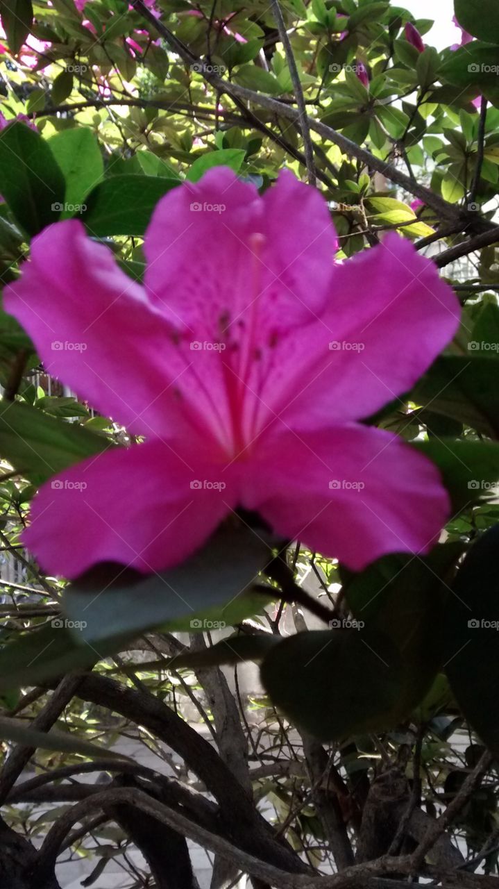 big Pink flower