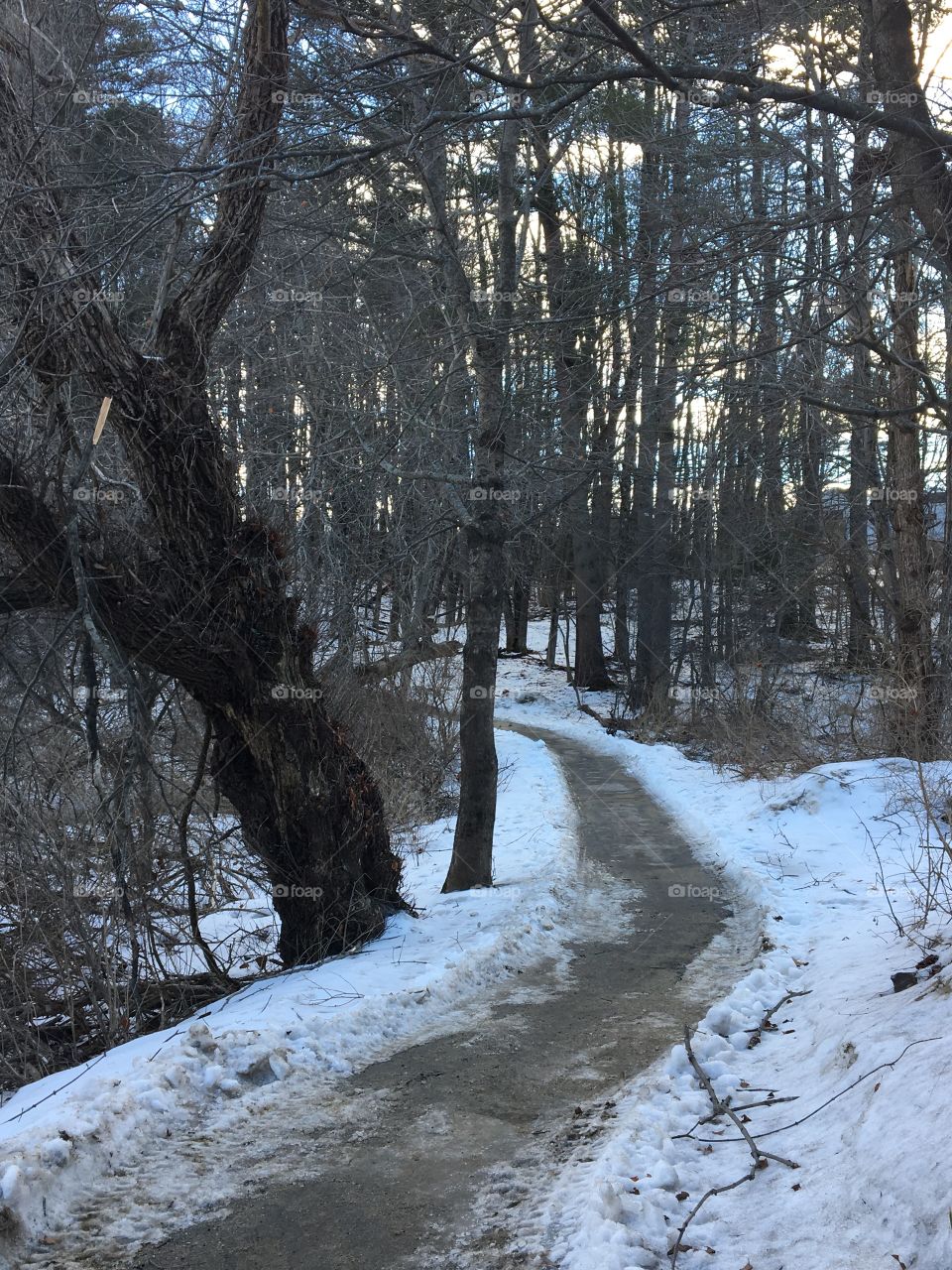 Winter wooded path