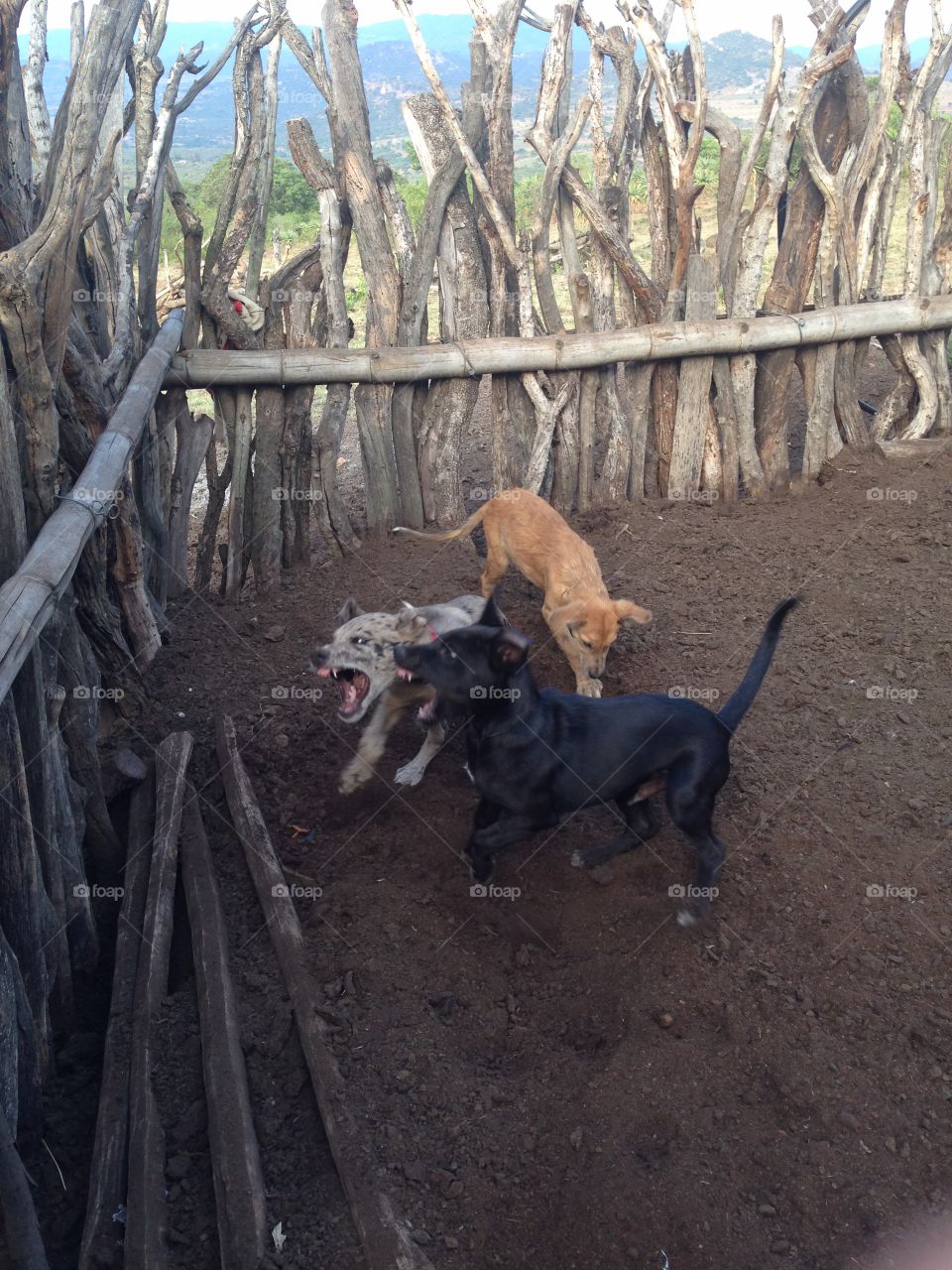 Dogs fighting in cattle kraal in Swaziland 