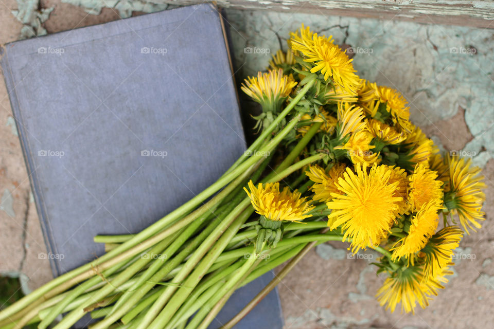 Book, Dandelion, flower, vegetation, plants, meadow, meadow, village, sun, summer, heat, nature, landscape, still life, yellow, white, beautiful, furry,