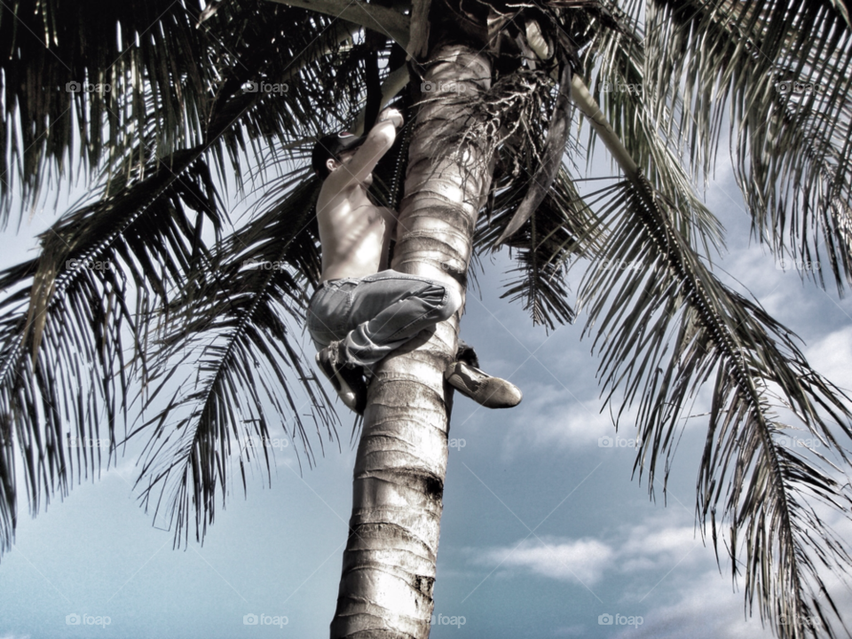 palm bw black and white palm tree by lagacephotos
