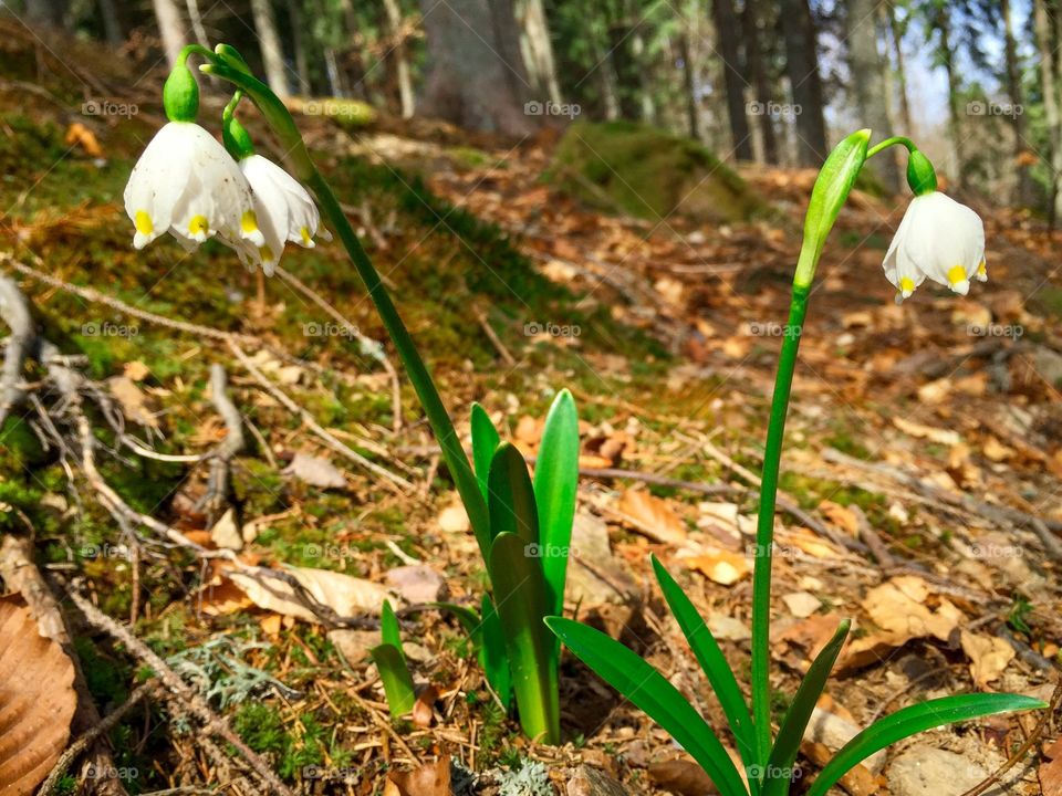 Snowdrops blooming in forest