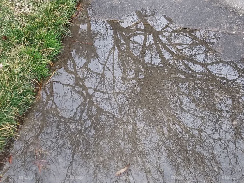 trees reflected in a puddle