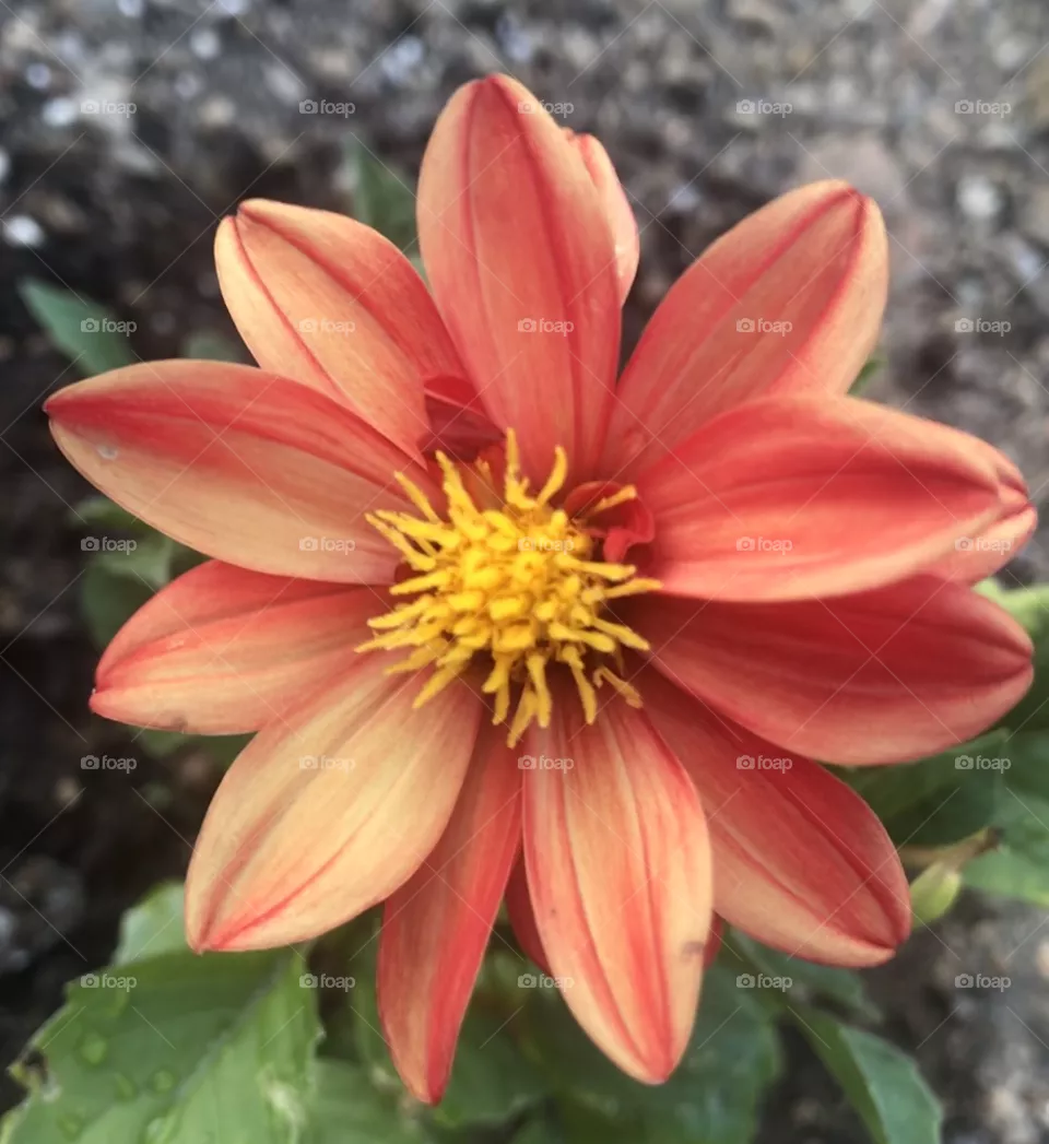 Peachy petaled 